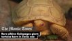Rare albino Galapagos giant tortoise born in Swiss zoo