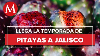 ¡Llegaron las pitayas! Comerciantes se instalan en GDL para iniciar la temporada