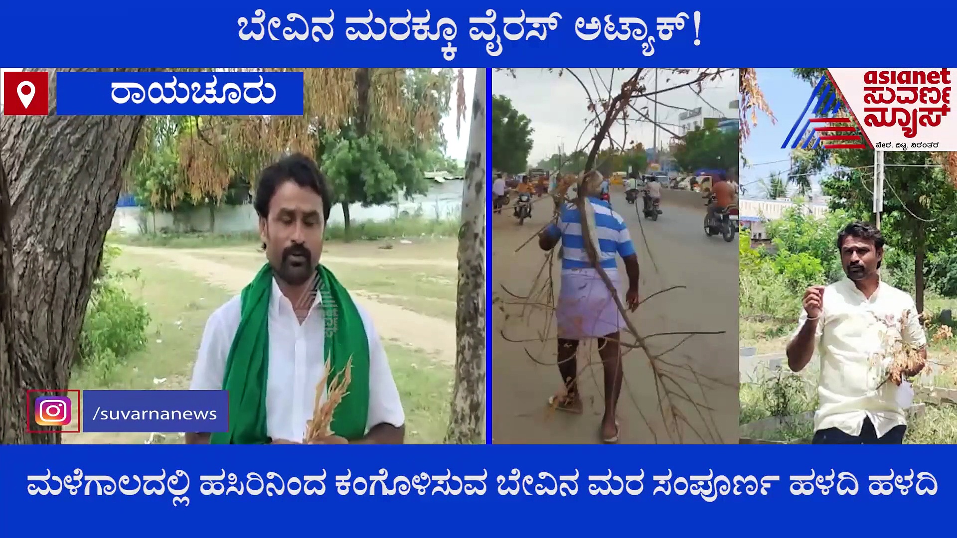 ರಾಯಚೂರು: ಬೇವಿನ ಮರಕ್ಕೂ ವೈರಸ್ ಅಟ್ಯಾಕ್, ಹಳದಿ ಬಣ್ಣಕ್ಕೆ ತಿರುಗಿವೆ ಮರಗಳು..!