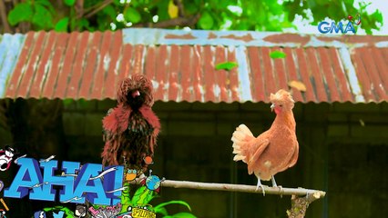 AHA-mazing fancy chickens! | AHA!