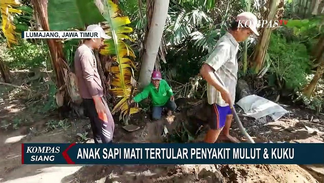 Anak Sapi Tertular PMK oleh Induknya Sendiri! Bupati Lumajang Imbau Warga Tak Buru-buru Jual Ternak