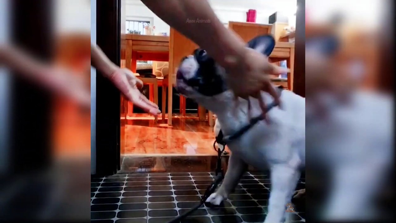 Baby Dogs - Cute and Funny Dog Videos Compilation