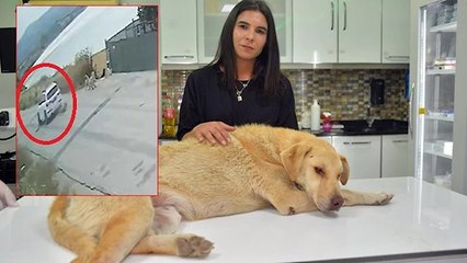 Cipiyle yolda yatan ‘Prenses’in üzerinden geçti