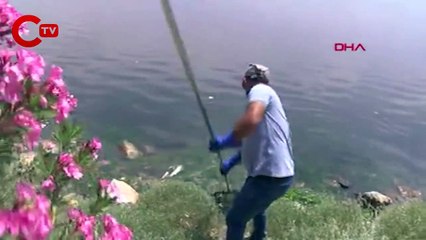 İzmir Çakalburnu Lagünü'nde oksijen tükendi, balıklar öldü