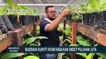 Bisa Panen 300 Kilogram Setiap Bulan, Budidaya Kunyit Hitam Hasilkan Omzet Puluhan Juta!