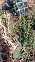 مضاد حيوي الغلابة.. الأيادي الناعمة تقتلع البصل من باطن الأرض بالفيوم.. مش هتصدق السعر