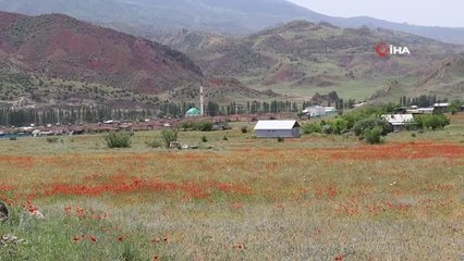 Gelincik ve mor çiçek tarlaları görenleri mest ediyor