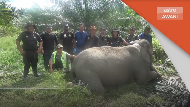 Gajah Pygmy | Alat pengesan GPS dipasang untuk pemantauan