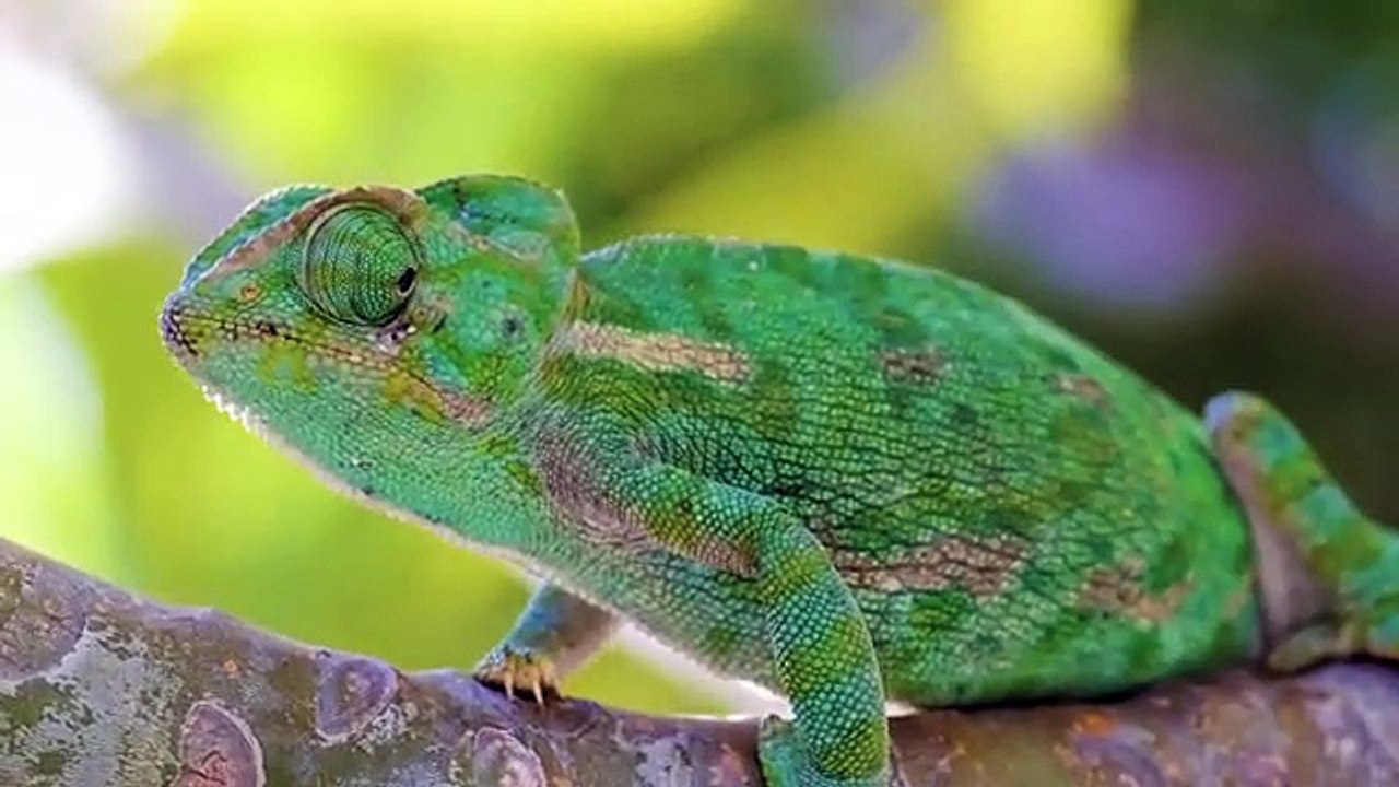 Ultimate Wild Animals Collection