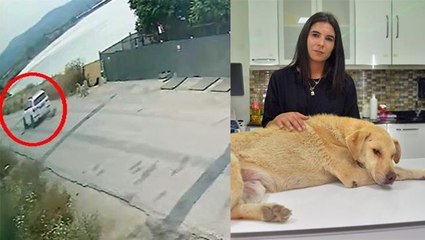 Yolda uzanan köpeği cipiyle ezdi! Vicdansız sürücü, kaza sonrası fren bile yapmadan gitti