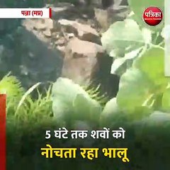 पन्ना (मप्र): आदमखोर भालू ने किया दंपती का शिकार