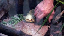 حديقة حيوانات سويسرية تشهد ولادة نادرة لسلحفاة عملاقة من غالاباغوس مصابة بالمهق