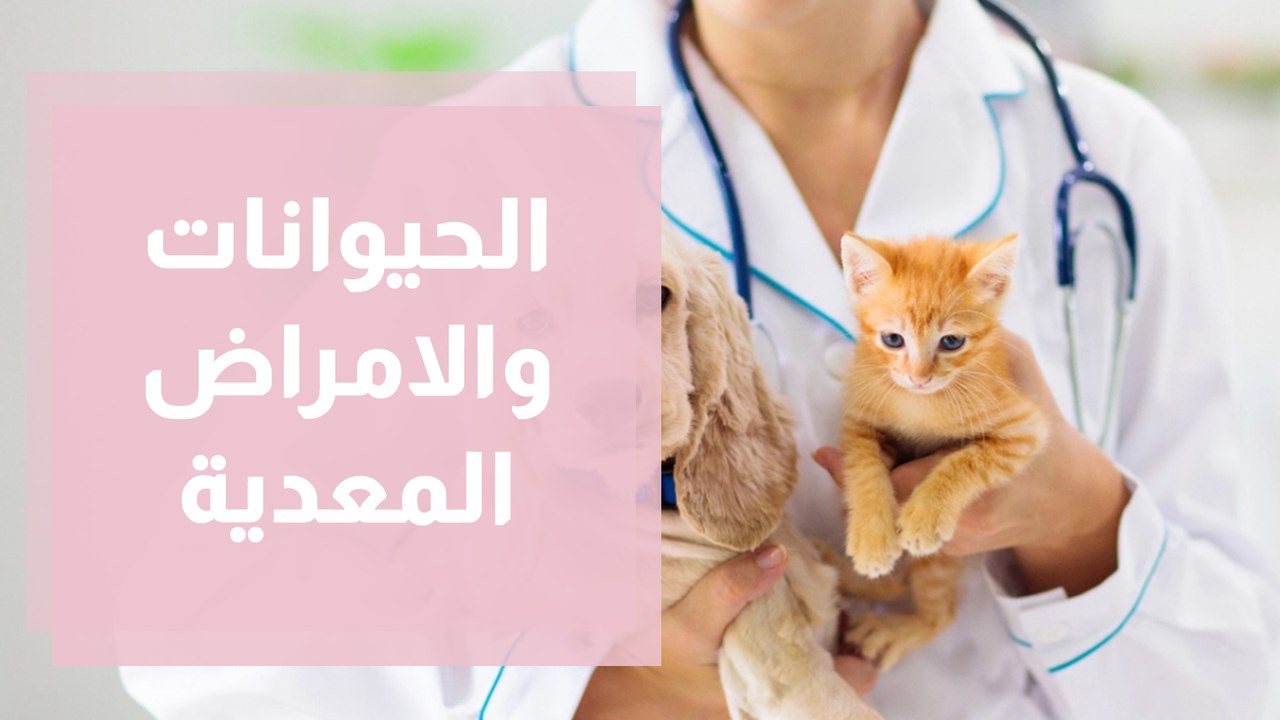 هل تنقل الحيوانات الأليفة الأمراض المعدية والأوبئة؟