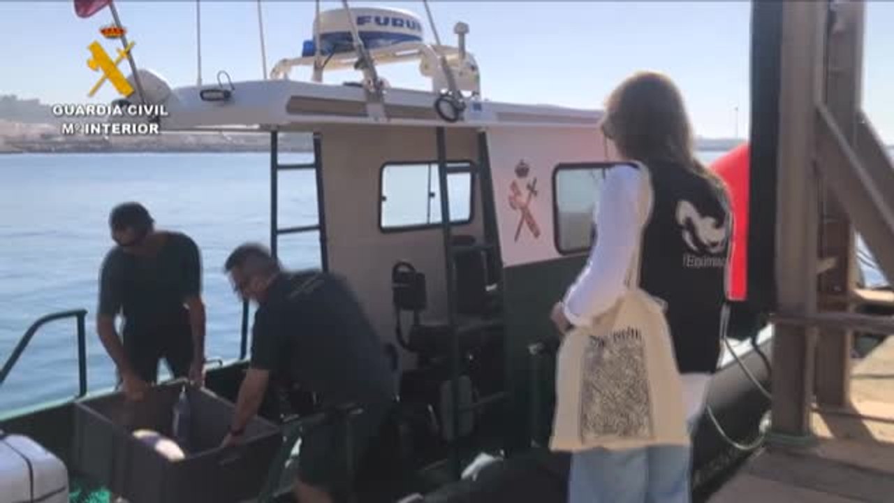 La Guardia Civil y Equinac devuelven dos tortugas bobas al medio marino en Almería