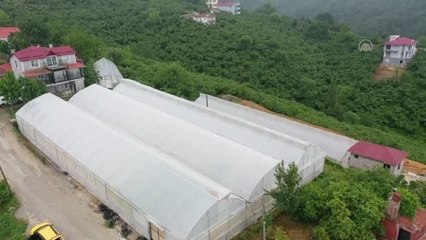Fındık bahçesini seraya dönüştürerek çilek üretimine başladı