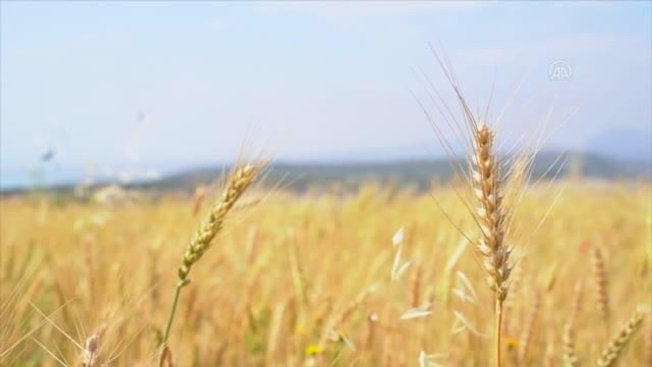 100 üreticiye kuraklığa dayanıklı ekmeklik buğday tohumu dağıtıldı