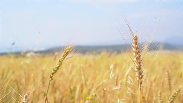 100 üreticiye kuraklığa dayanıklı ekmeklik buğday tohumu dağıtıldı