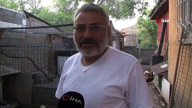 Bu sefer hedef değiştirdiler! Başıboş köpekler saldırıya geçti, birçoğunu telef ettiler