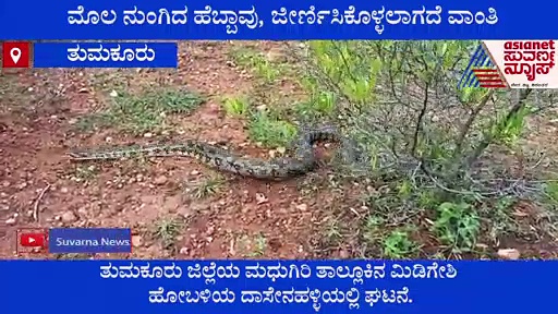 Tumakuru: ಮೊಲ ನುಂಗಿದ ಹೆಬ್ಬಾವು, ಜೀರ್ಣಿಸಿಕೊಳ್ಳಲಾಗದೇ ವಾಂತಿ