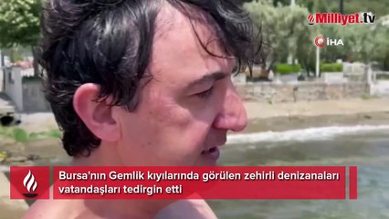 Gemlik kıyılarında zehirli denizanaları görüldü