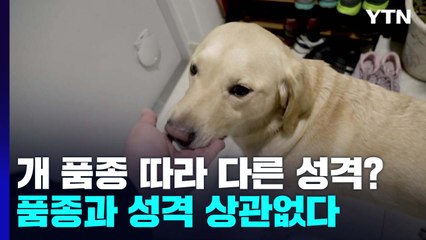 [과학 한스푼] 개 품종 따라 성격이 다르다?...품종과 성격 상관없다 / YTN