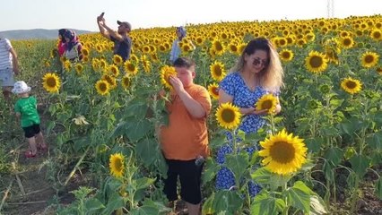 Çukurova'da ayçiçekleri, tarlaları sarıya boyadı