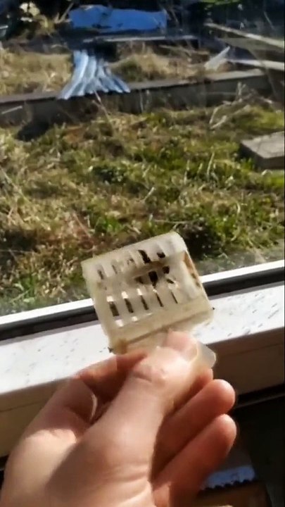 Il sauve un petit bourdon plein de fourmis... beau geste