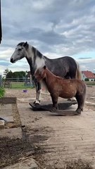 Voici de véritables chevaux à bascule