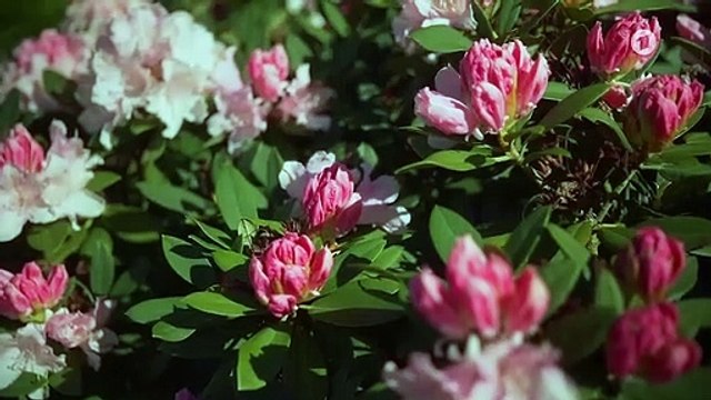 Rote Rosen Folge 3575