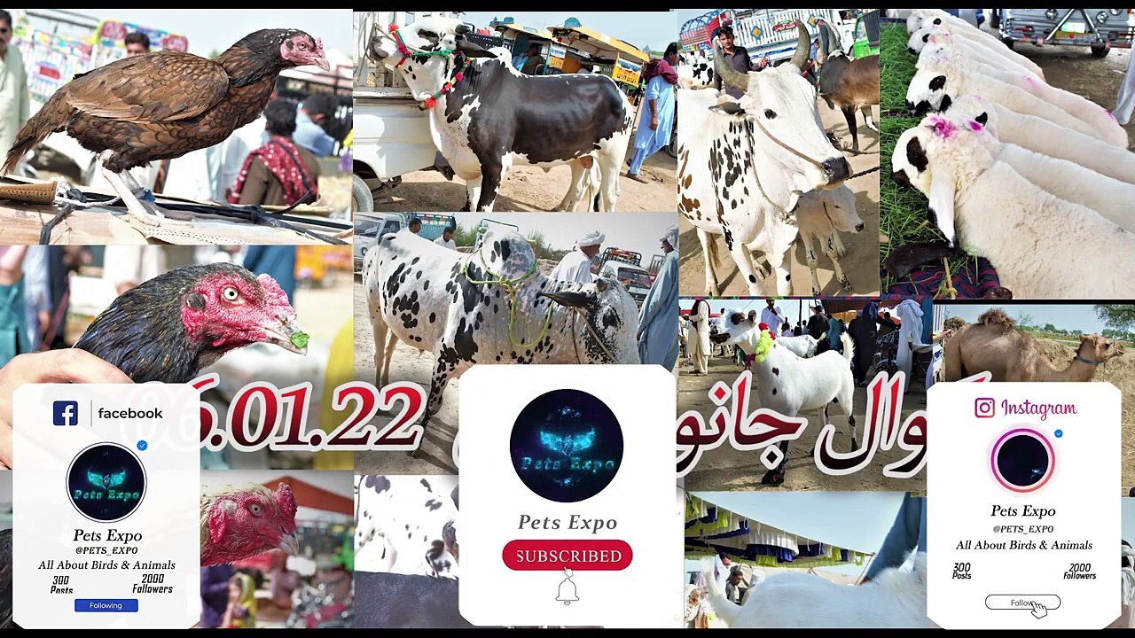 Chakwal Bakra Mandi 01.06.2022_Chakwal Ke Sab Say Bari Muwaishe Mandi_Aseel Mandi Chakwal Part#4
