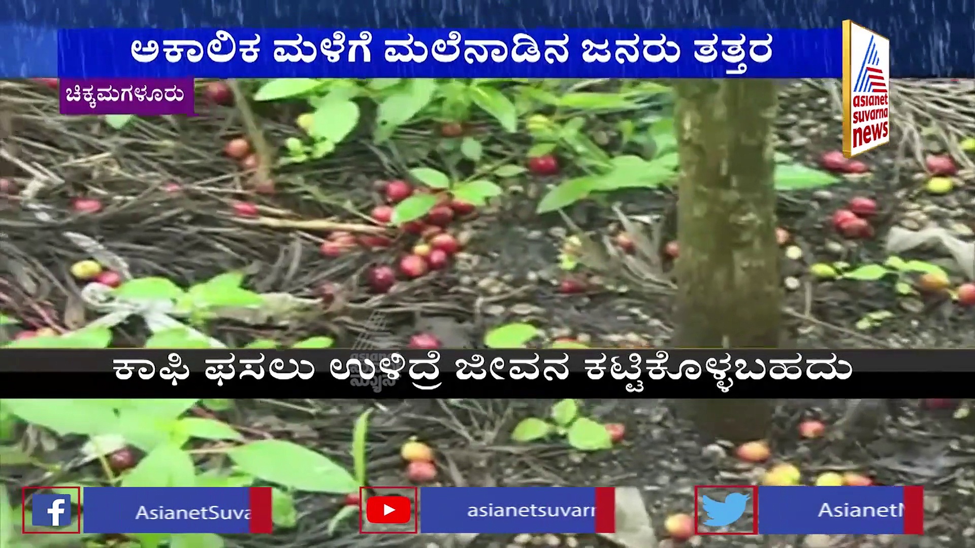 ಕಟಾವಾಗಿದ್ದ ಬೆಳೆ ನೀರುಪಾಲು, ತೋಟದಲ್ಲೇ ಕೊಳೆಯುತ್ತಿದೆ ಕಾಫಿ: ರೈತಾಪಿ ವರ್ಗ ಕಂಗಾಲು