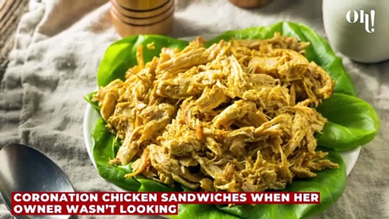 This little dog had to be rushed to a vet after scoffing an entire plate of coronation chicken sandwiches