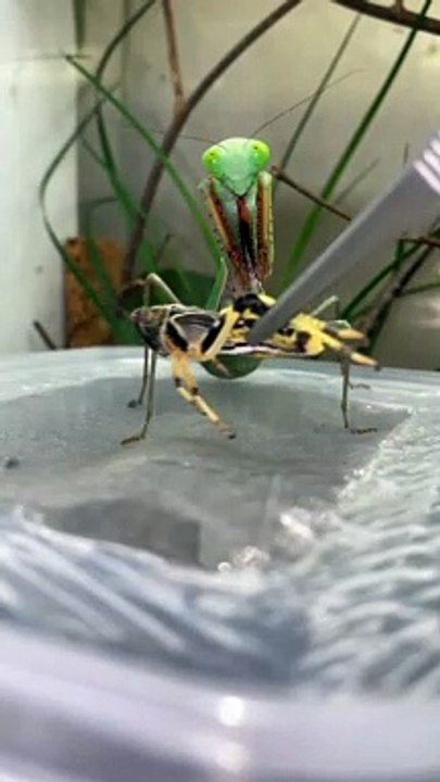اتفرج على الجراد وهو بياكل ♥️ | locusts eating