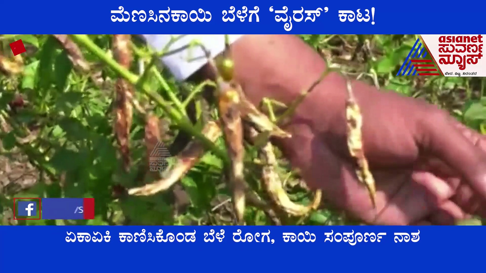 Gadag: ಮೆಣಸಿನಕಾಯಿ ಗಿಡಕ್ಕೆ ನಿಗೂಢ ರೋಗ, ತತ್ತರಿಸಿದ ಬೆಳೆಗಾರರು!