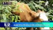 “Jaén lechero”: pequeños ganaderos de escasos recursos son beneficiados con este programa