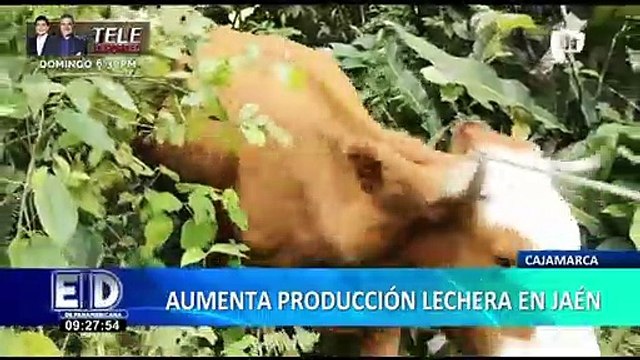 “Jaén lechero”: pequeños ganaderos de escasos recursos son beneficiados con este programa