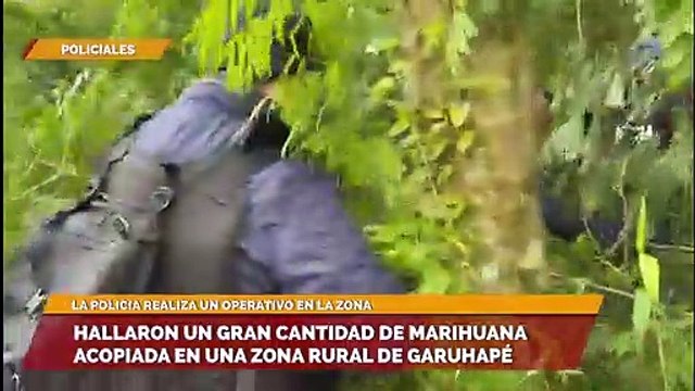 HALLARON UN GRAN CANTIDAD DE MARIHUANA ACOPIADA EN UNA ZONA RURAL DE GARUHAPÉ