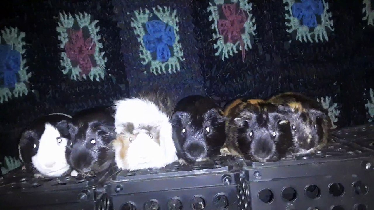 CAVIA PORCELLUS DAVID 20210619_102747