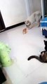 رد فعل القطه لما الكلب هزر مع بنتها ♥️ | cat reaction