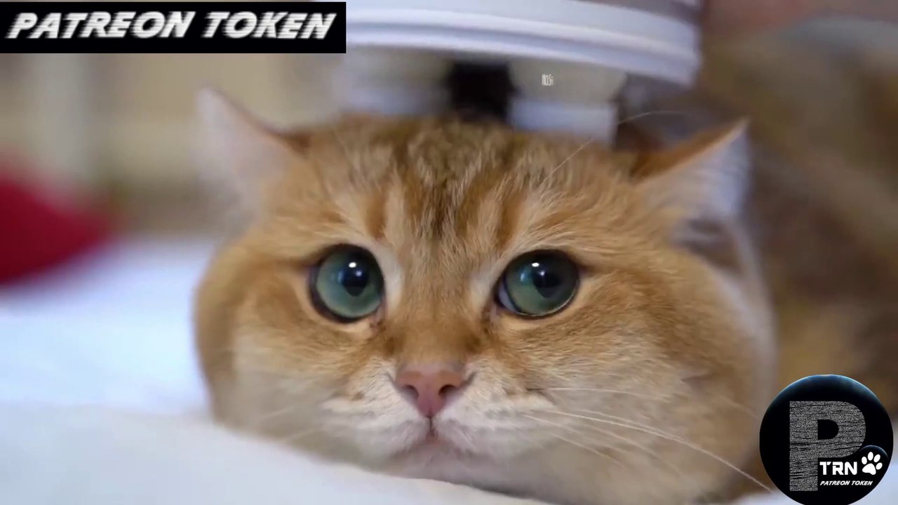 funny cat massage compilation