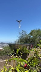 Hummingbird Takes a Shower in Backyard Fountain
