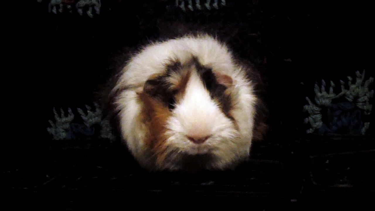 CAVIA PORCELLUS DAVID 102_8582