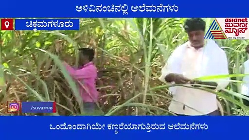 ಕಾಫಿ ನಾಡಲ್ಲಿ ಮರೆಯಾದ ಬೆಲ್ಲದ ವಾಸನೆ, ಅಳಿವಿನ ಅಂಚಿನಲ್ಲಿದೆ ಅಲೆಮನೆಗಳು!