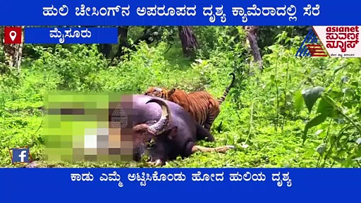 Wildlife: ನೀರು ಕುಡಿಯುತ್ತಿದ್ದ ಕಾಡೆಮ್ಮೆ ಬೆನ್ನಟ್ಟಿ ಹುಲಿ ಬೇಟೆ, ಮೈ ಜುಂ ಎನಿಸುವ ಅಪರೂಪದ ದೃಶ್ಯ