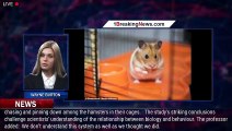 Scientists accidentally create super-vicious HAMSTERS in a lab after gene editing experiment g - 1br