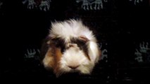 CAVIA PORCELLUS DAVID 102_8589