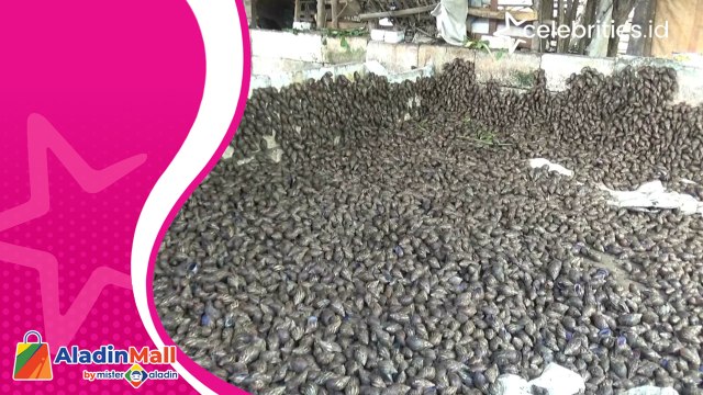 Raup Cuan Jutaan Rupiah Perhari Dari Bisnis Daging Segar Bekicot