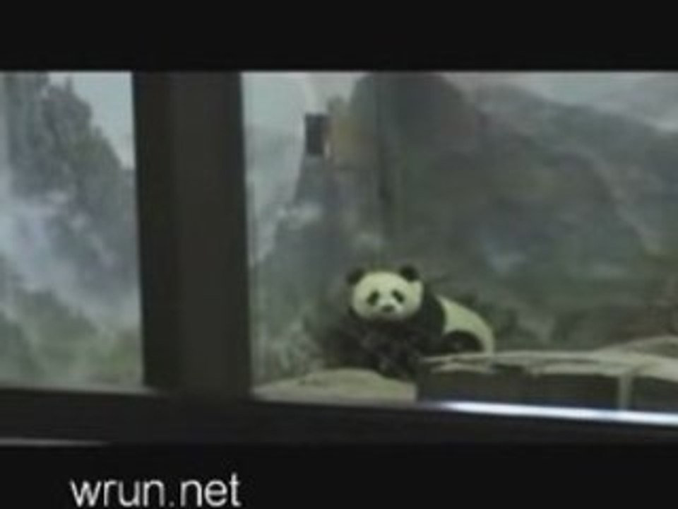 Prison Break (Panda Scofield)