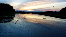 Sunset Over a Japanese Rice Field