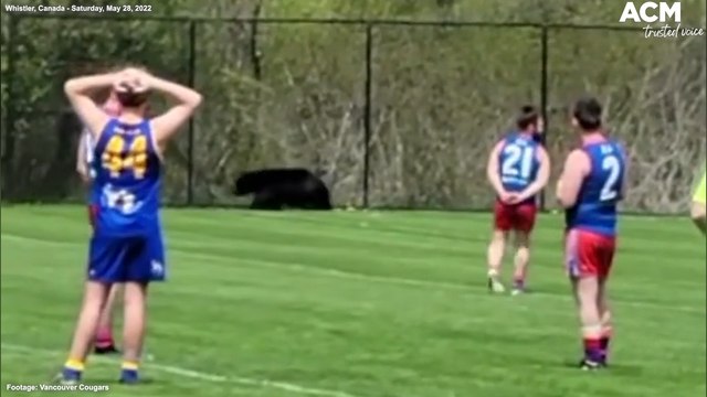 AFL game interrupted by a black bear in Whistler, British Columbia, Canada | June 6, 2022 | ACM